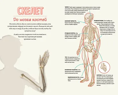 Тело человека. Домашняя лаборатория для детей - фото 9
