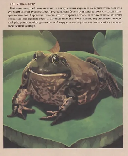 Удивительные животные. Энциклопедия - фото 5