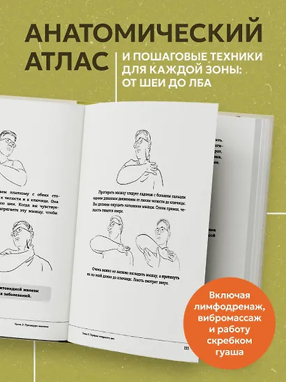 Ваша красота зависит от мышц лица. Как с помощью самомассажа вернуть молодость и сияние в любом возрасте - фото 7