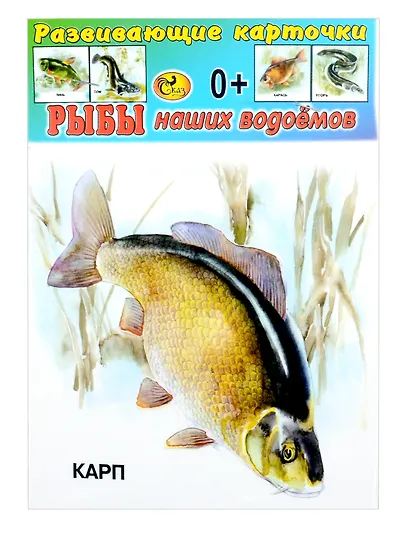 Развивающие карточки Рыбы наших водоемов (0+) (14 карточек) - фото 1