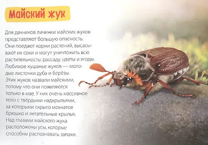 Обучающая книга «Удивительные насекомые» - фото 3