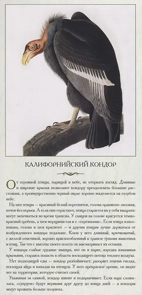 Животный мир Северной Америки. Обычные, но ни на кого не похожие - фото 2