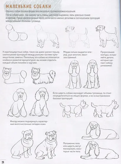 Создаем наброски животных и птиц шаг за шагом: 50 проектов с подробными объяснениями и рисунками + чистые страницы для рисования - фото 4