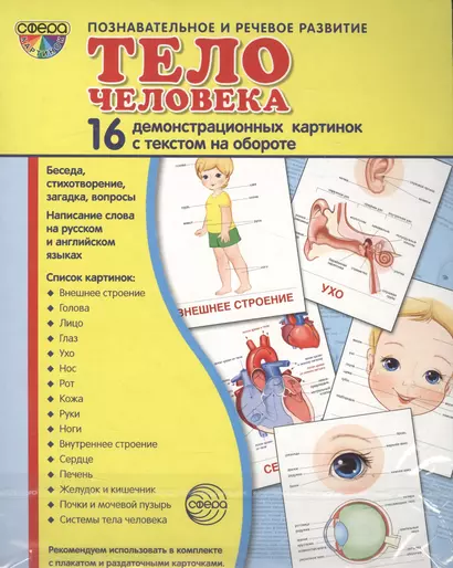 Тело человека: 16 демонстрационных картинок с текстом на обороте - фото 1