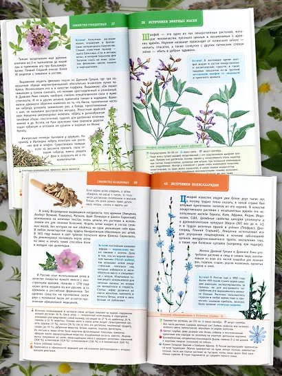 Лекарственные растения России - фото 4