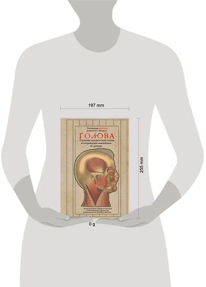 Голова. Строение человеческой головы и отправления важнейших её органов - фото 4