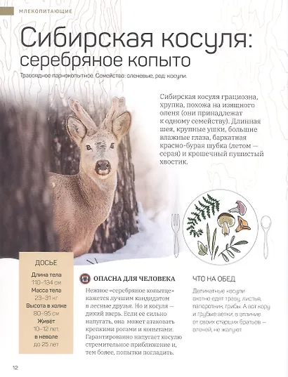 Дикие и симпатичные. 35 животных Новосибирской области, с которыми вам нужно познакомиться - фото 5