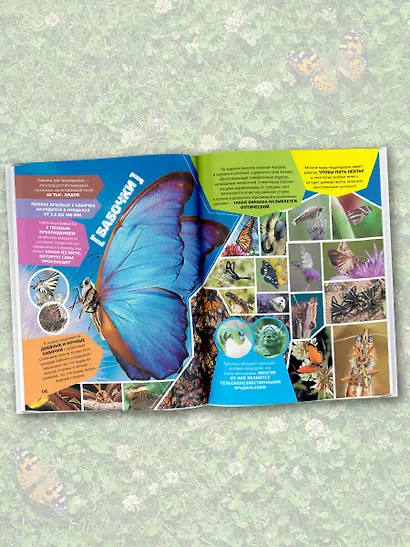 Большая энциклопедия о насекомых. 500 фотографий и фактов - фото 4