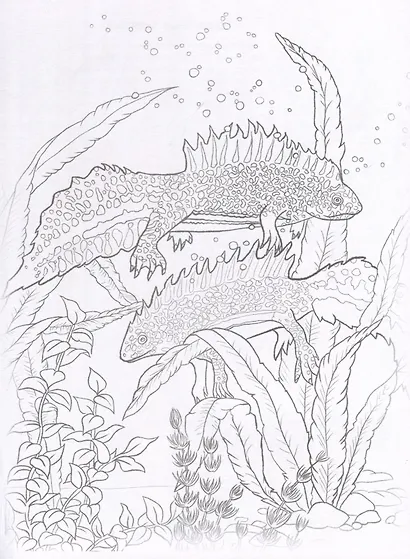 Красная книга. Земноводные, пресмыкающиеся и грибы. Посмотри и дорисуй - фото 3