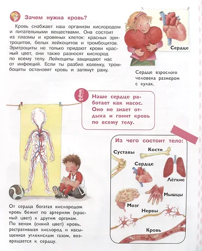 Тело человека. Энциклопедия для дошкольников с веселым енотом - фото 2