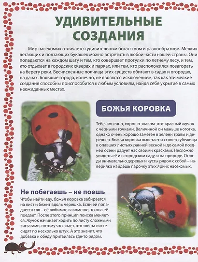 Насекомые России. Детская энциклопедия - фото 3