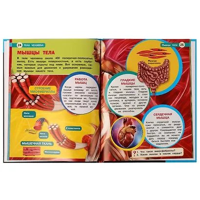 Тело человека - фото 4