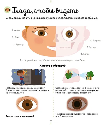 Энциклопедия в картинках. Большая энциклопедия. Тело человека - фото 4