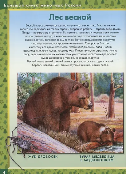 Родная природа. Кто живёт на просторах России - фото 3