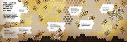 Вместе лучше! Командная работа в мире животных - фото 14