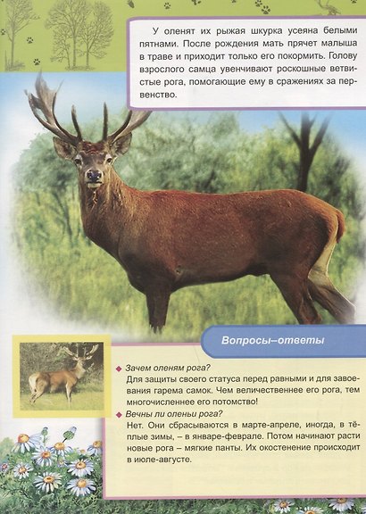 Животные и птицы Европы - фото 2