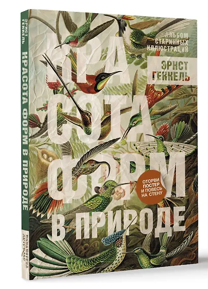 Красота форм в природе. Альбом старинных иллюстраций - фото 3