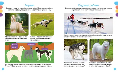 Любимые питомцы - фото 14