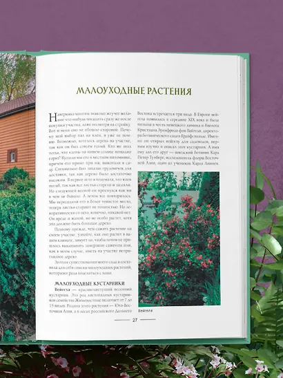 Секреты малоуходного сада. Как создать дизайн участка с неприхотливыми декоративными растениями - фото 12