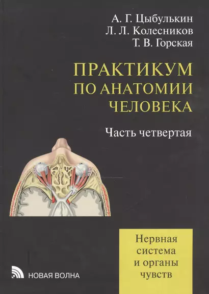 Практикум по анатомии человека: учебное пособие. В четырех частях. Часть четвертая. Нервная система и органы чувств - фото 1