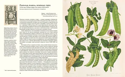 Выдающиеся растения, которые изменили нашу жизнь - фото 6