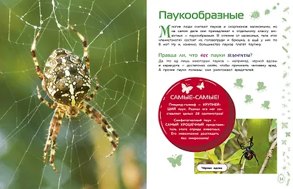 Насекомые - фото 9