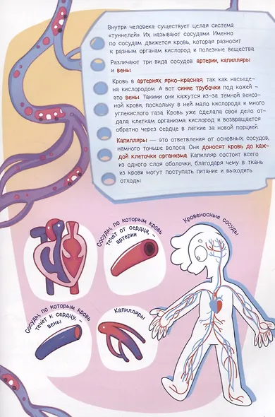 Микроб Дима ищет дом, или Путешествие по телу человека - фото 3