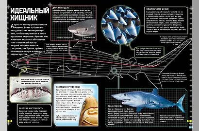 Животные. Книга юного эрудита - фото 7