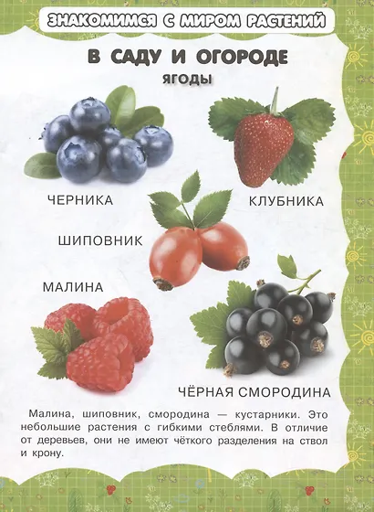 В саду и огороде - фото 2