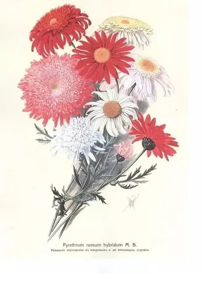 Садовые многолетники. Многолетники Наиболее Красивые и Пригодные для Садовой Культуры. - фото 6