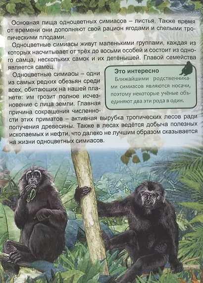 ЭНЦИКЛОПЕДИЯ. ХОЧУ ЗНАТЬ. ОБЕЗЬЯНЫ - фото 6