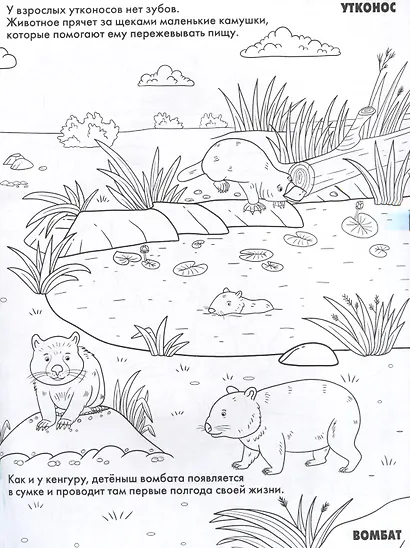 Животные. Развивающие раскраски - фото 4
