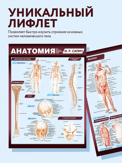 Анатомия. Самая компактная анатомическая таблица - фото 6