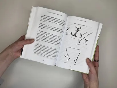 Энциклопедия садовой обрезки - фото 12