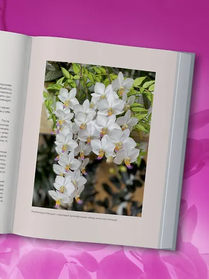 Великолепные орхидеи. Практичное руководство по уходу для начинающих - фото 9