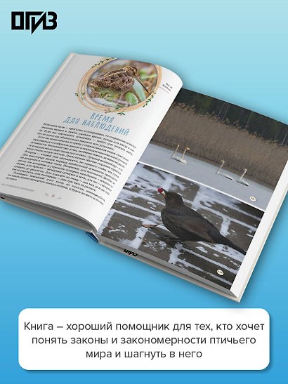Бердвотчинг. Как наблюдать за птицами. Практический гид - фото 5