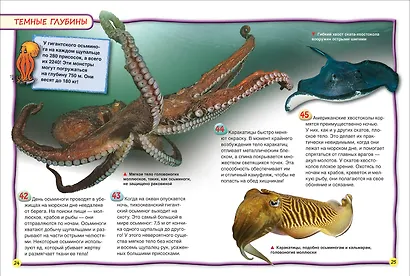 Ночные животные - фото 2