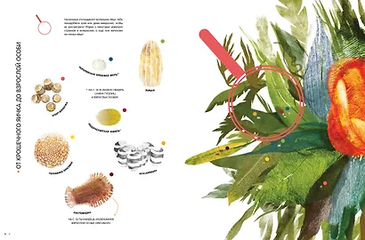 Насекомые в натуральную величину - фото 10