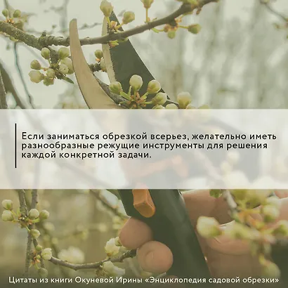 Энциклопедия садовой обрезки - фото 3