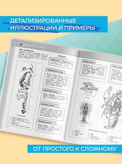 Подготовка к урокам, ОГЭ и ЕГЭ. Биология. Наглядный школьный курс - фото 4