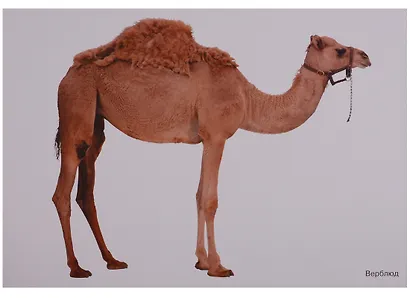 ФГОС Мир в картинках. Домашние животные - фото 3