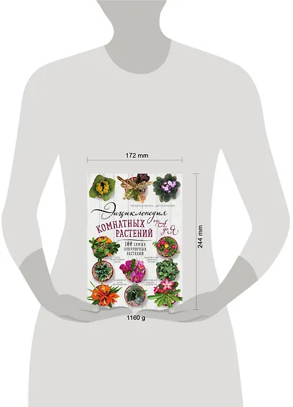 Комнатные растения - фото 4