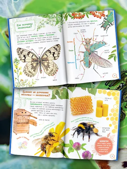 Насекомые. Книжка с неклейками - фото 6