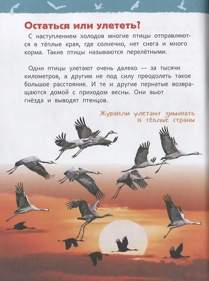 Птицы - фото 3