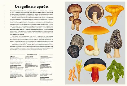 Грибы - фото 8