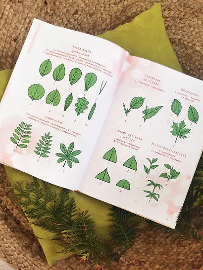 Деревья. Атлас-определитель - фото 12