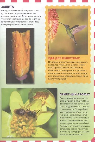 Цветы. Популярная детская энциклопедия - фото 6