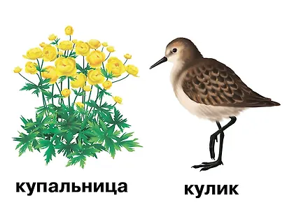 Растения и обитатели пресноводных водоемов. 4-7 лет. Демонстрационные материалы по природоведению - фото 3