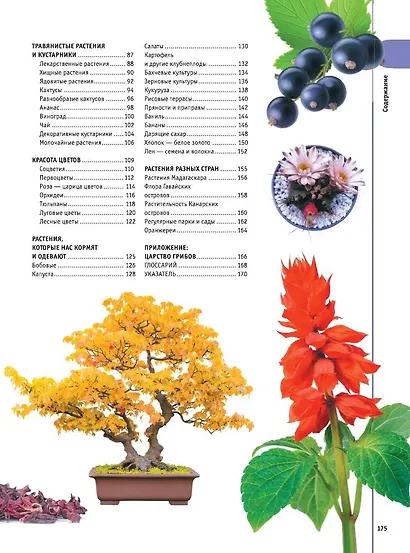 Деревья, листья, цветы и семена - фото 8