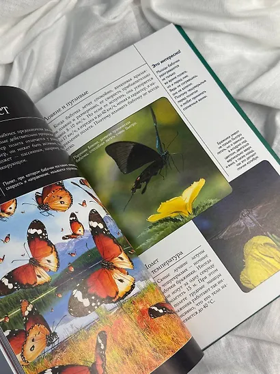 Бабочки. Иллюстрированный гид - фото 5